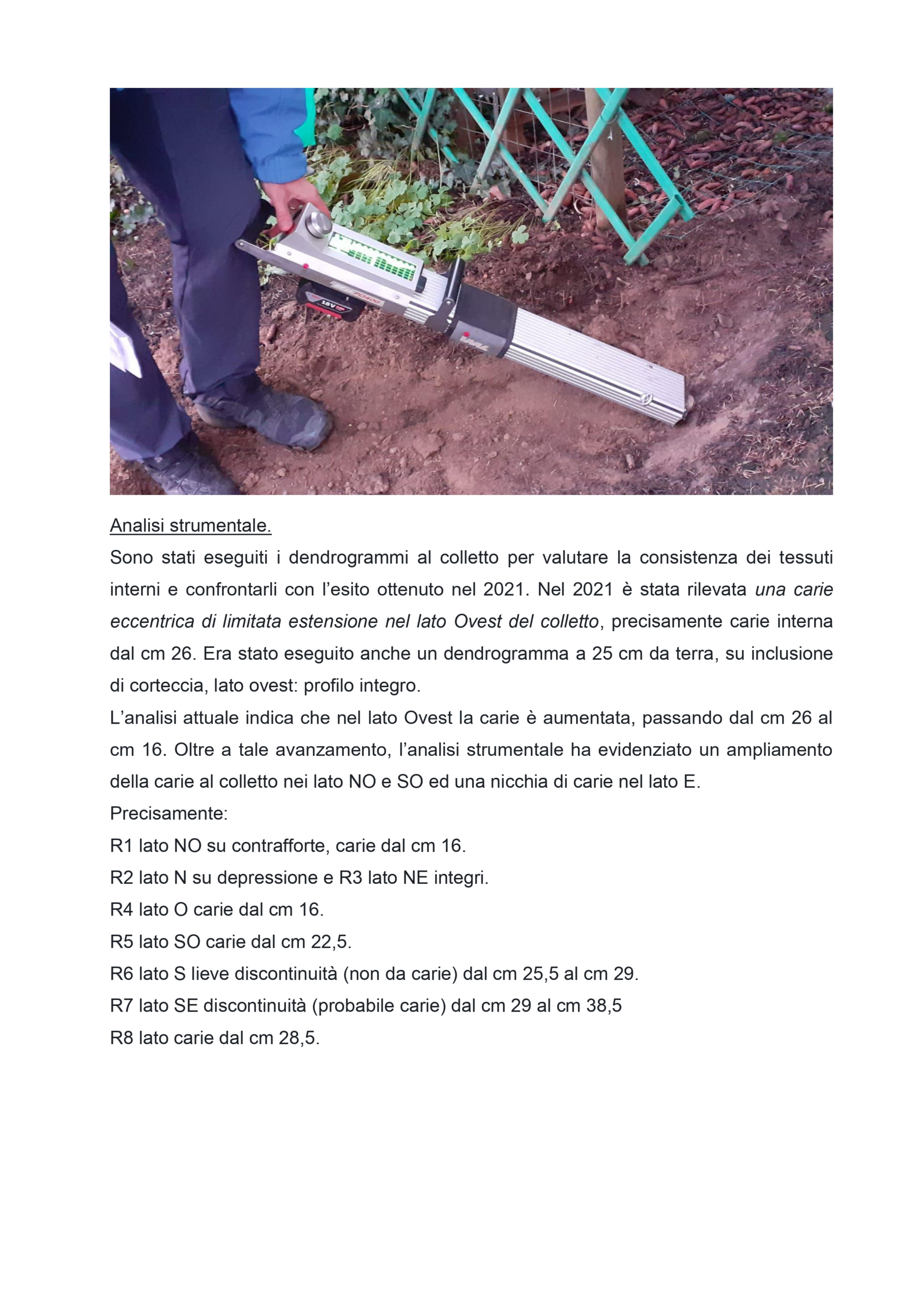 Resistograph in azione sul colletto del Cedro — analisi strumentale carie interna e marciume