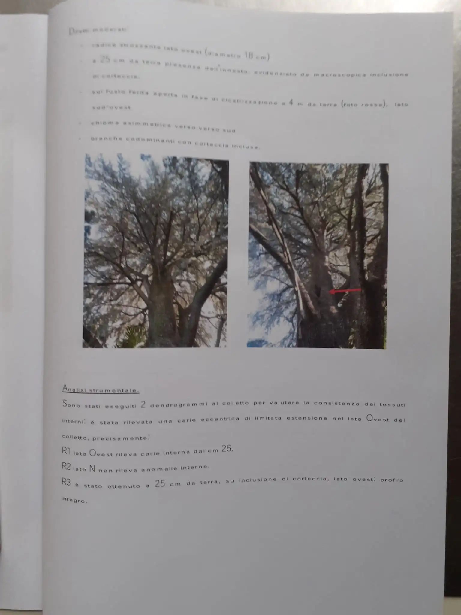 Relazione 2021 Cedro con freccia rossa su ferita tronco — analisi difetti strutturali documentati