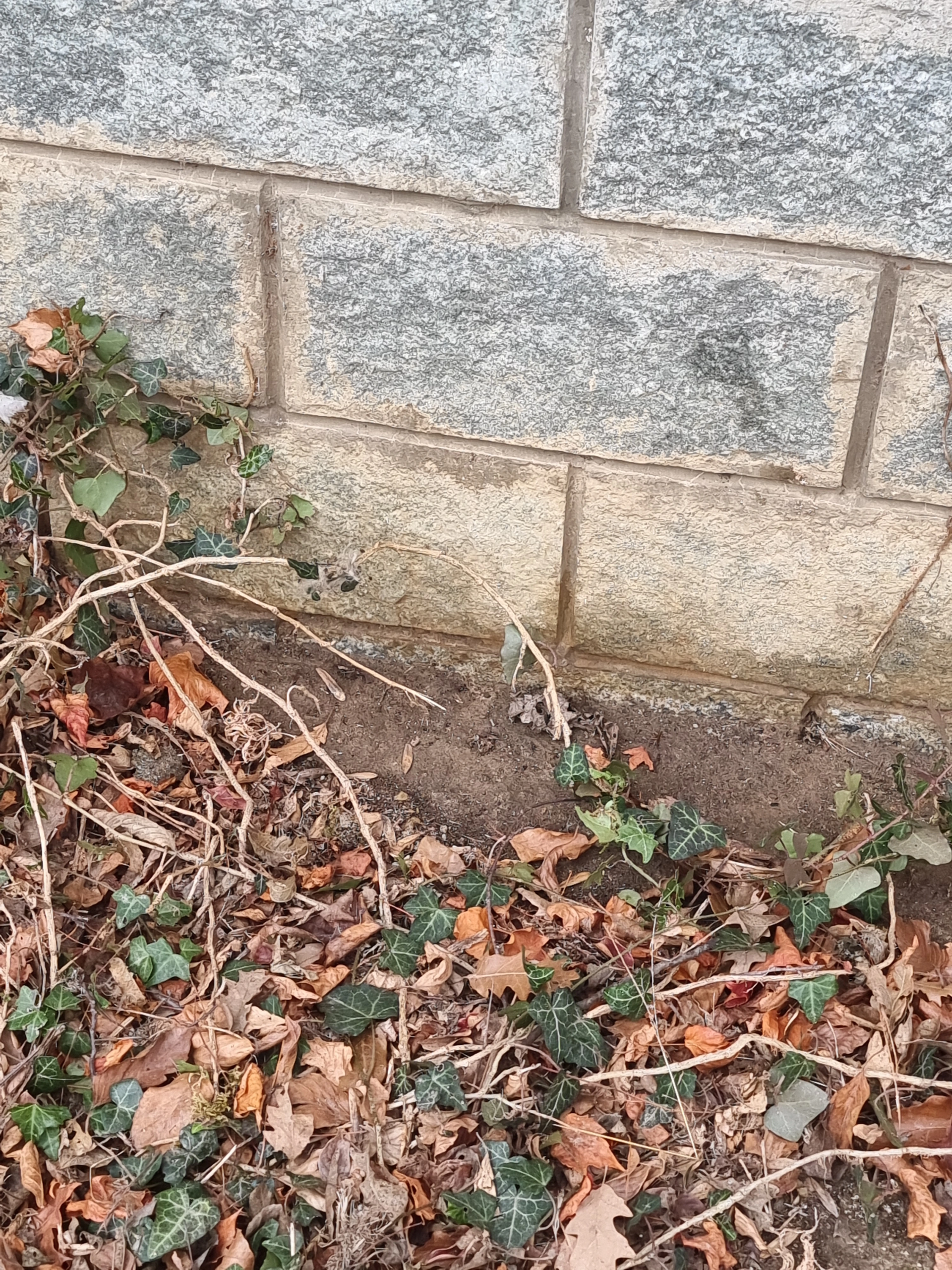 Muffa e umidità su muro esterno causate da edera