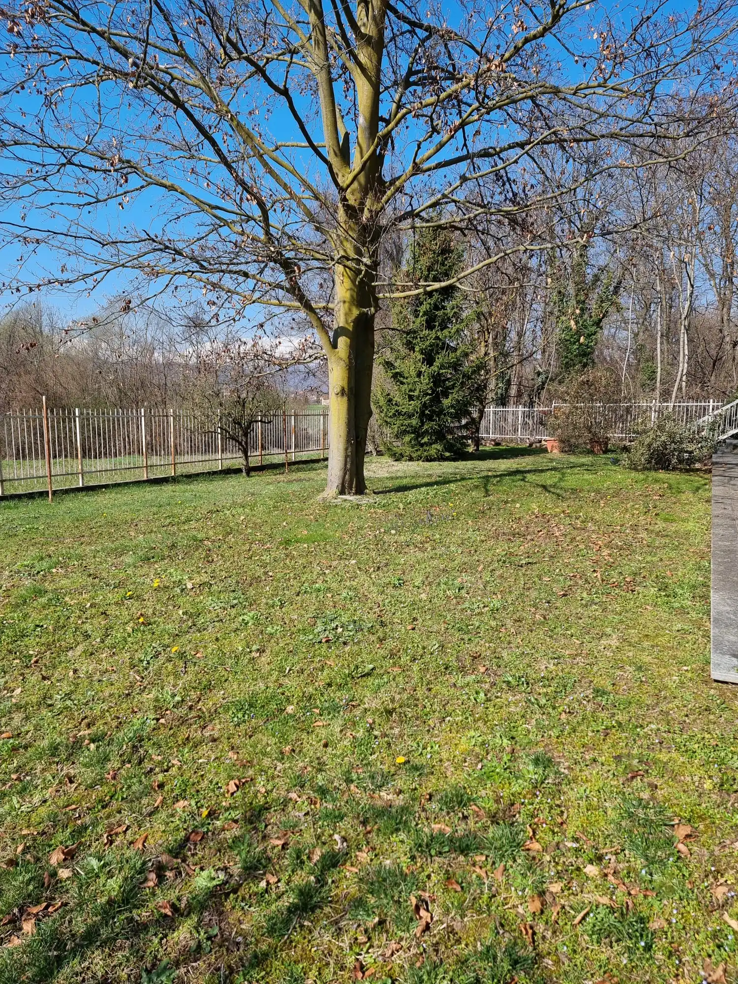 Prato rado e terreno compattato sotto faggio monumentale in Piemonte prima dell'intervento Sekuoia